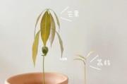 芒果的种植方式（探讨芒果种植的优劣势以及注意事项）