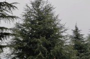 雪松的种植与养护（了解雪松的生长环境及种植技巧，打造繁茂的绿色空间）