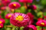 雏菊的花期（一年开几次花？多年生还是一年生？影响因素是什么？）