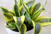 10种环保植物有效防治甲醛污染（从家中增氧到身体健康，这些植物给你一个安全的环境）