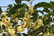 观察桂花叶子的形态特点（桂花叶子的形状、颜色及纹路特征）
