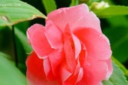 耐阴的凤仙花——让你不用担心阳光不足（探秘凤仙花的养殖技巧和注意事项）