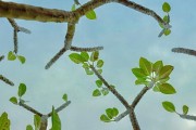 鸡蛋花过冬之道（寒冬季节，你需要了解的鸡蛋花养护小技巧）