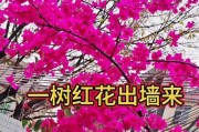 三角梅（探讨三角梅的分类和特点）
