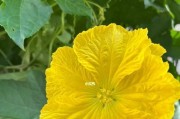 丝瓜花是否可以食用？（探究丝瓜花的营养价值和吃法）