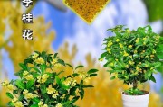 金桂花树的开花周期（揭秘金桂花树一年开几次花及如何合理养护）