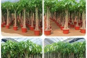 发财树的摆放与风水（大棵发财树的理想摆放位置及注意事项）