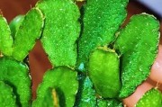 蟹爪兰秋季护理指南（如何在秋季为蟹爪兰提供恰当的养护）