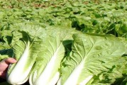 大白菜什么时候收获最好？（几月份收获为主？）