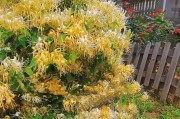 金银花树的养护秘籍（打造美丽花园的必备技巧）