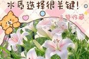 水培百合花的养殖方法和注意事项（打造生态环保的百合花园）