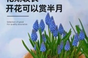 春季种植风信子（为花园增添色彩的好选择）
