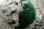 矮牵牛残花的处理方法与技巧（如何有效地处理矮牵牛残花及其-美化花坛）