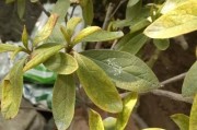 用白醋浇杜鹃花，真的可行吗？（探究白醋对杜鹃花的影响及应用方法）