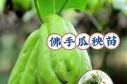 如何成功种植佛手瓜——（从种子到收获，全面介绍佛手瓜的种植方法）