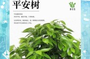 平安树叶子下垂的原因和解决方法（从光照、水分、肥料等方面，让平安树叶子再次挺直）