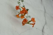 凌霄怎样轻松开花（探索凌霄开花的秘密）
