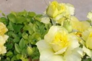 榆树的花语与寓意（探寻榆树花的美丽与含义）