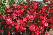 海棠花四季开花的真相（探究海棠花是否四季开花及其生态特征）