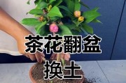 如何适时为山茶花换盆（换盆技巧与注意事项）
