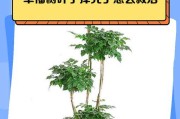 掐尖幸福树的繁衍之道（掌握技巧，打造幸福家园）