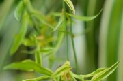 吊兰不开花的原因（探究吊兰不开花的8大原因及其解决方法）