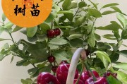车厘子种植月份详解（根据气候条件选择种植时间，打造优质车厘子果园）