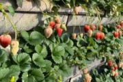 草莓生长地点与栽培技巧（草莓生长环境、土壤、水分、温度等要素详解）