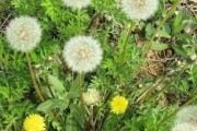 探秘蒲公英的生长环境与地方条件（揭秘蒲公英生长所需的关键元素及其分布情况）