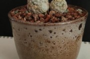 探讨仙人掌浇水的重要性与方法（仙人掌的生长环境和水分需求及相关注意事项）