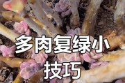 多肉植物叶片掉落应对措施（探讨多肉植物叶片掉落原因及防治方法）