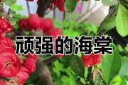 海棠花冬季栽种注意事项（冬天能否栽种海棠花及其养护技巧）