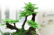 关于室内养卷柏的毒性问题（了解卷柏的毒性及适宜种植环境）