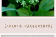 人参花的营养与功效（可以食用的人参花品种与注意事项）