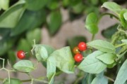 探究棉花的生物学特征（揭秘棉花是否为双子叶植物）