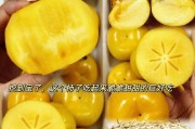 寻找最好吃的脆柿子（来自中国各地的口感评测）