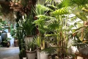 办公楼适宜摆放的植物（提升工作环境舒适度的15种常见植物）