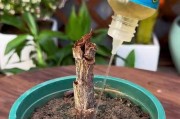 金枝玉叶烂根的处理方式（重视根部保健，打造健康植物生长环境）