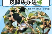 桂花谢了怎么修剪？（桂花修剪技巧及注意事项）