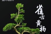 如何培养雀舌黄杨枝条粗壮？（掌握养护技巧，让雀舌黄杨健康成长！）