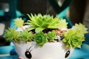 肉肉观音莲的养护之道（掌握关键技巧，轻松养出美丽观音莲）