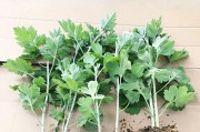 艾草生长的环境和条件（从土壤到气候，详细解析艾草生长所需条件）