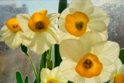 水仙花的养护与环境（水仙花的特点、环境需求、空调房条件、注意事项）