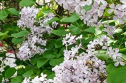 探秘丁香花——哪个市的市花（全面了解丁香花的由来、特点和文化价值）