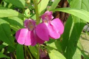 揭秘凤仙花的植物属性（解析凤仙花的草本与木本特征及分类标准）