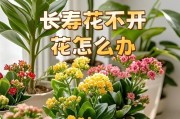 如何快速开花长寿花（科学方法让长寿花快速绽放）