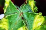 多肉怎样快速生长？（掌握关键要素助你打造迅猛生长的多肉园）