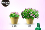 复合肥对多肉植物的影响（探究复合肥的肥效与适用性，帮助多肉植物健康成长）