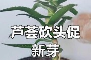 养芦荟的修剪技巧（打造健康繁盛的芦荟植株）