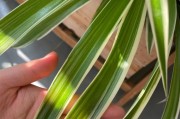 金边吊兰的冬季养护方法（别让金边吊兰冷到发抖）